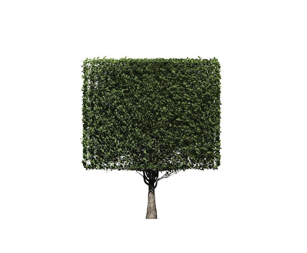 The Square Tree Low-poly 3D model_1