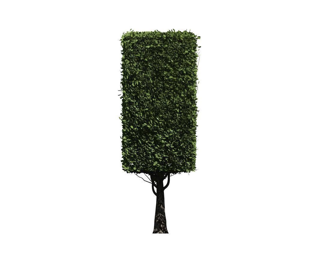 The Square Tree Low-poly 3D model_2