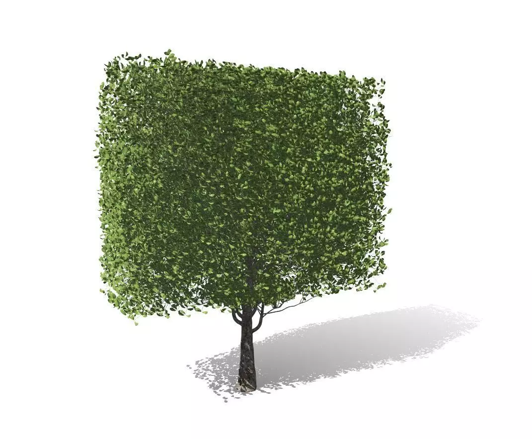 The Square Tree Low-poly 3D model_0