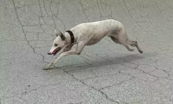 Realistic dog greyhound running in skate park