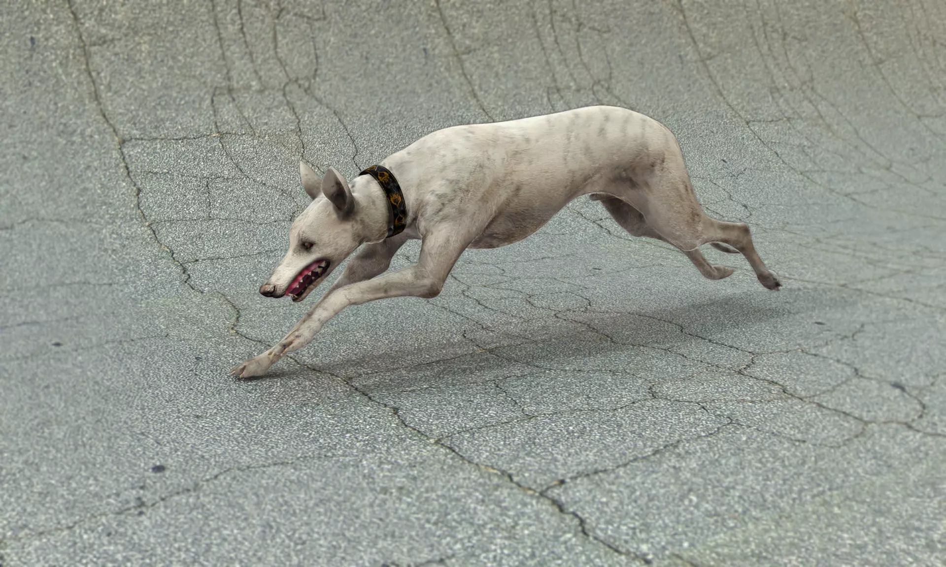 Realistic dog greyhound running in skate park 3D model