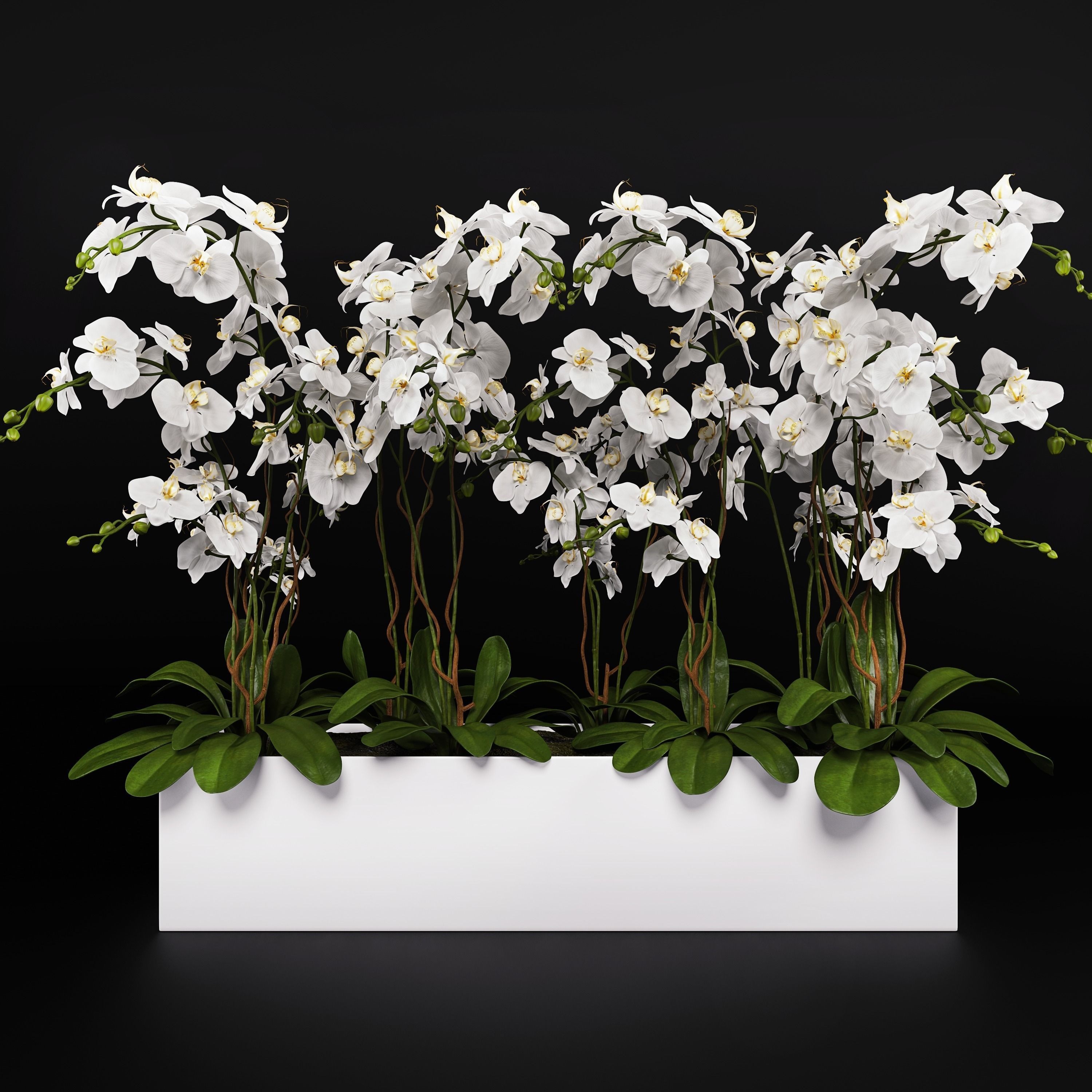 Orchid Arrangement 3 3D model