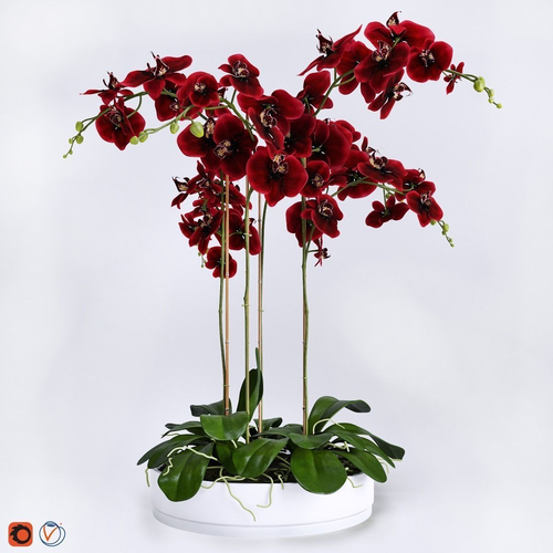Orchid Arrangement 5 3D model