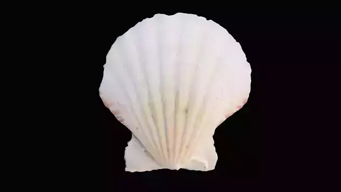 Small Scallop Sea Shell
