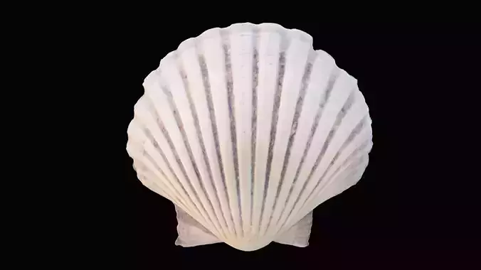 Scallop Sea Shell Low-poly 3D model