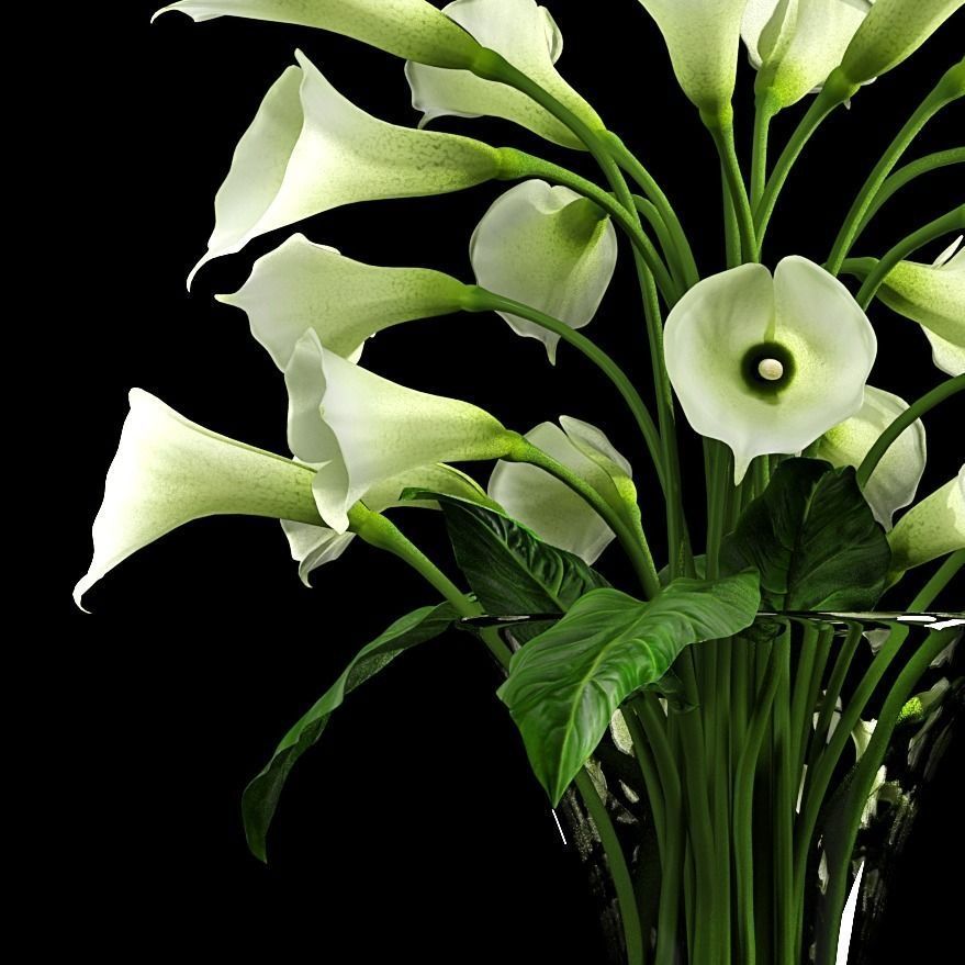 Calla Lily 2 3D model_1