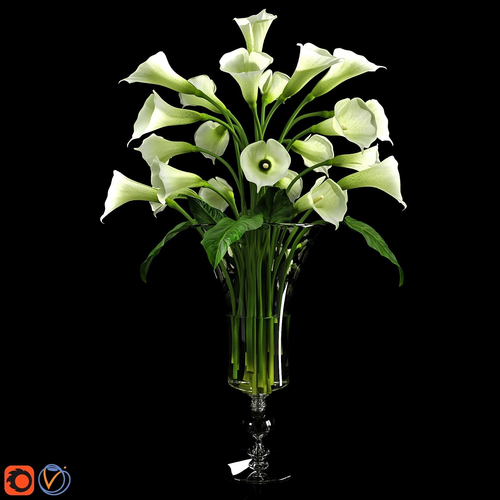 Calla Lily 2