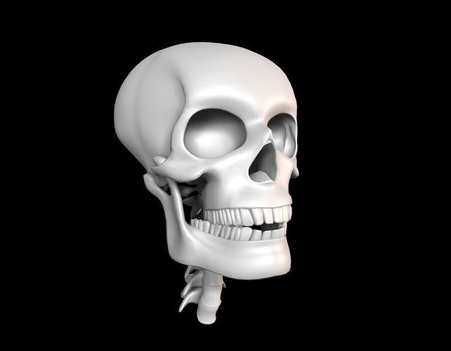 Skull human Low-poly 3D model
