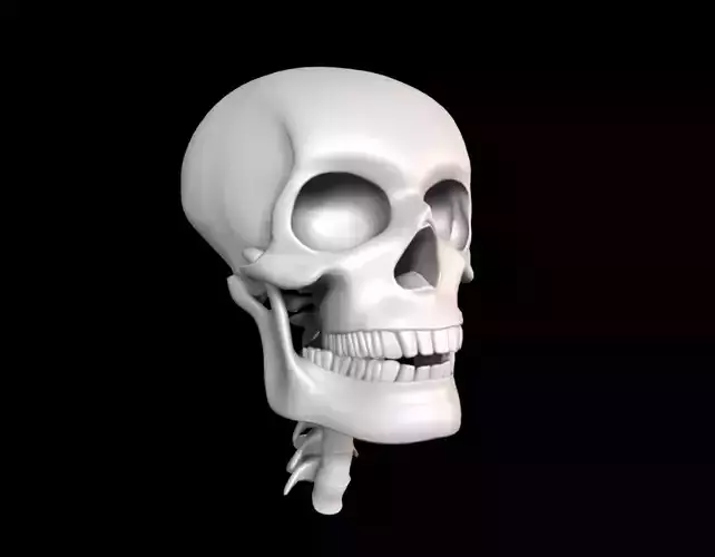 Skull human