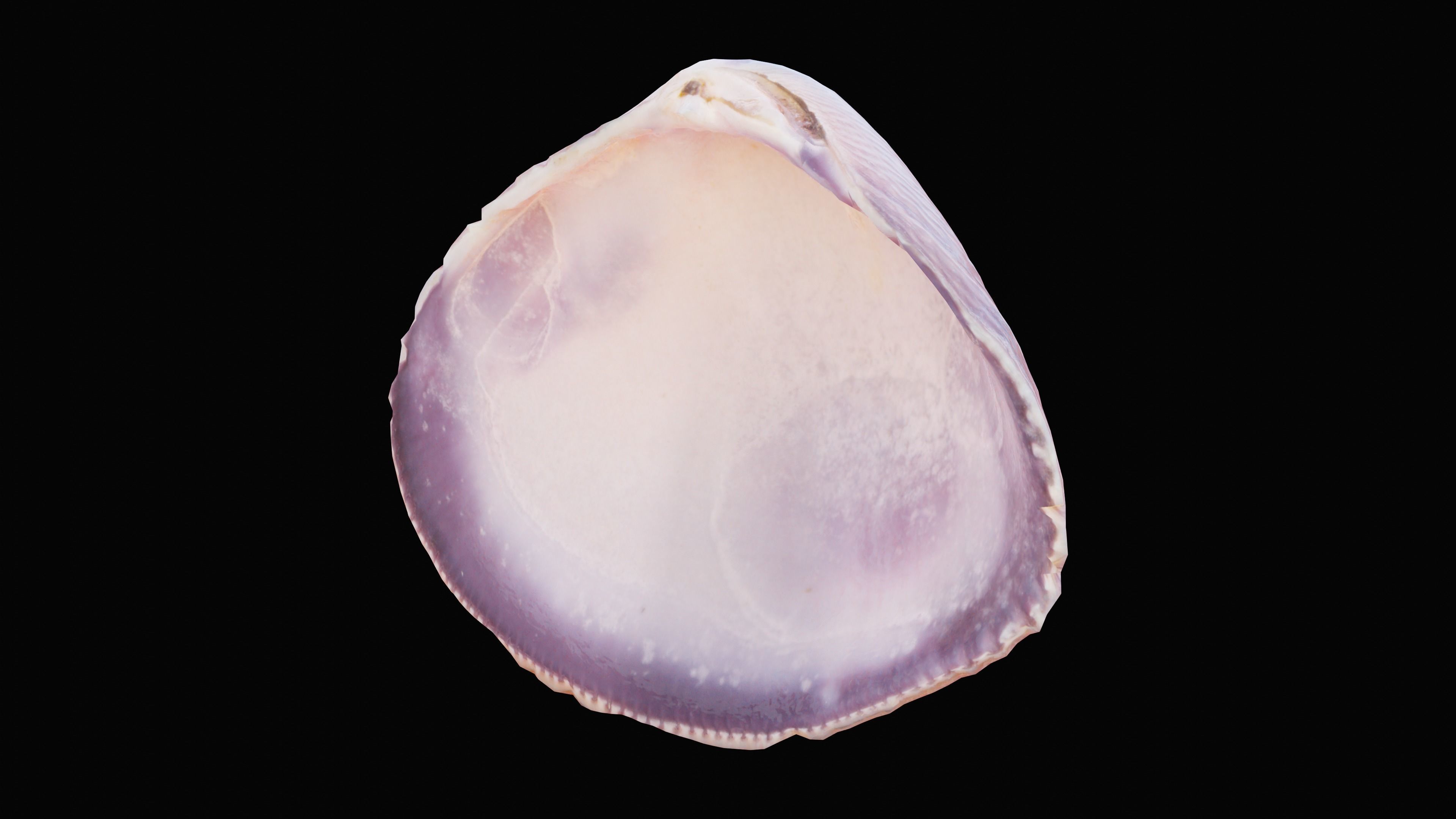 Tellin Sea Shell Low-poly 3D model_12