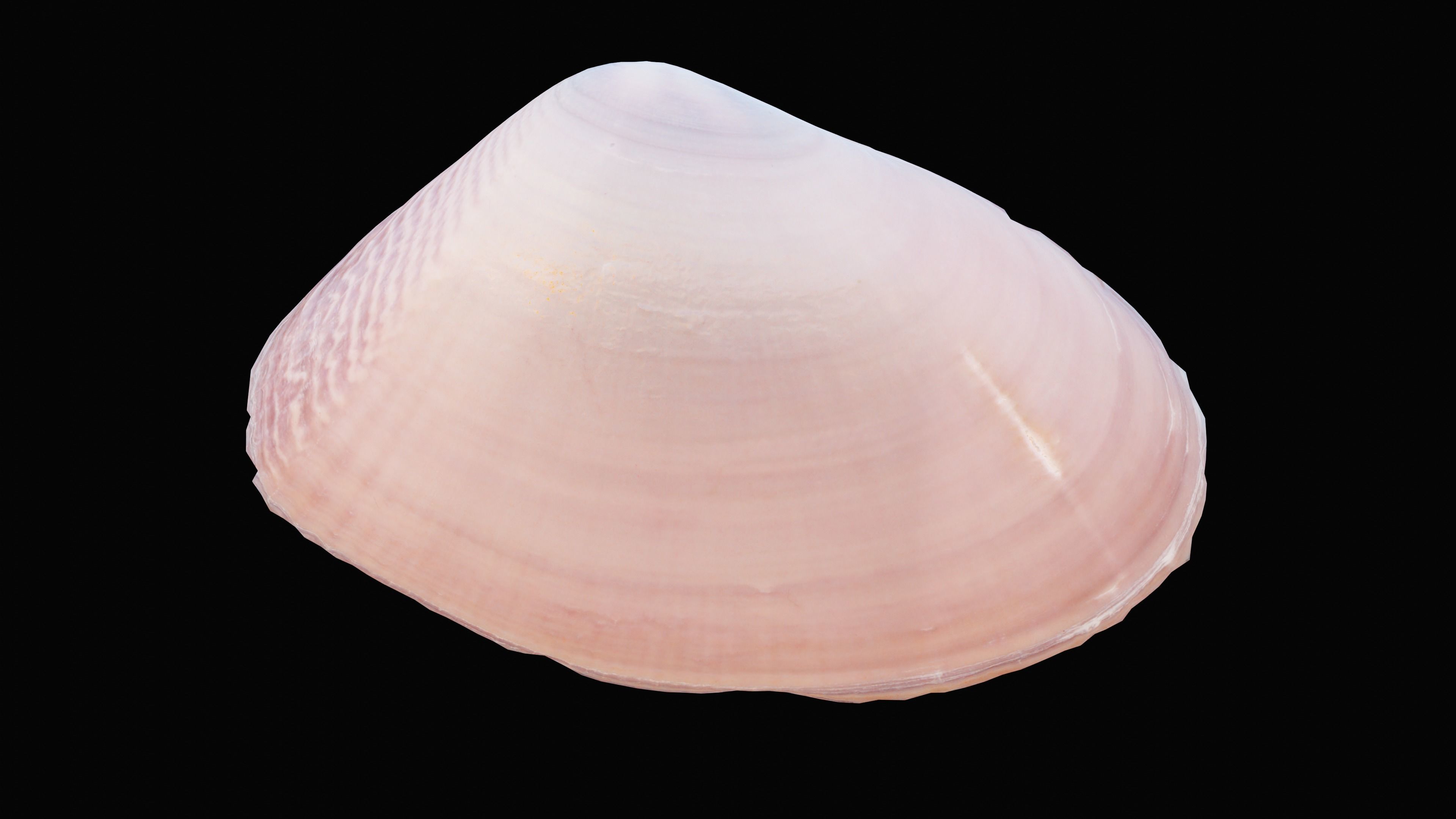 Tellin Sea Shell Low-poly 3D model_9