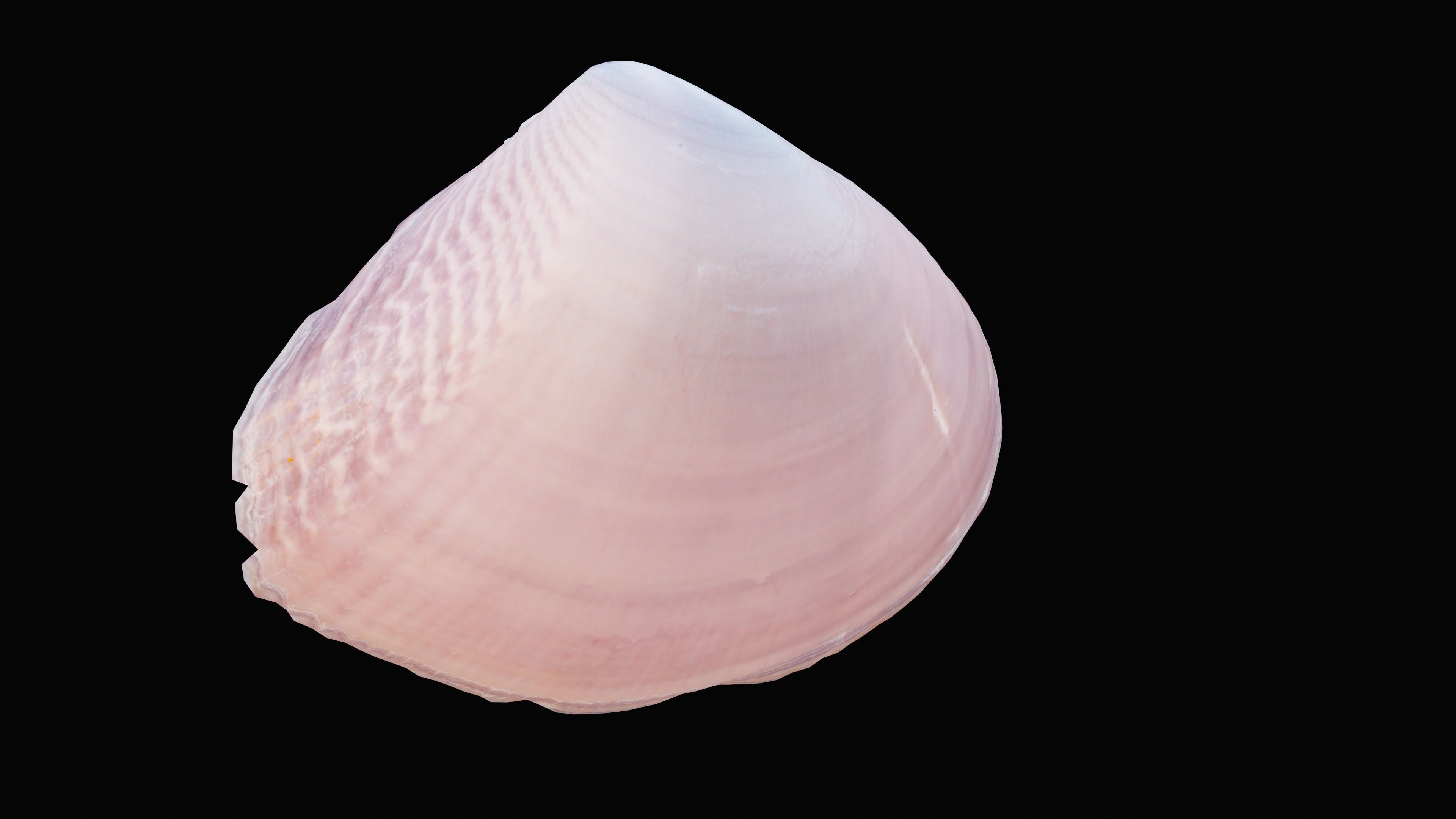 Tellin Sea Shell Low-poly 3D model_10