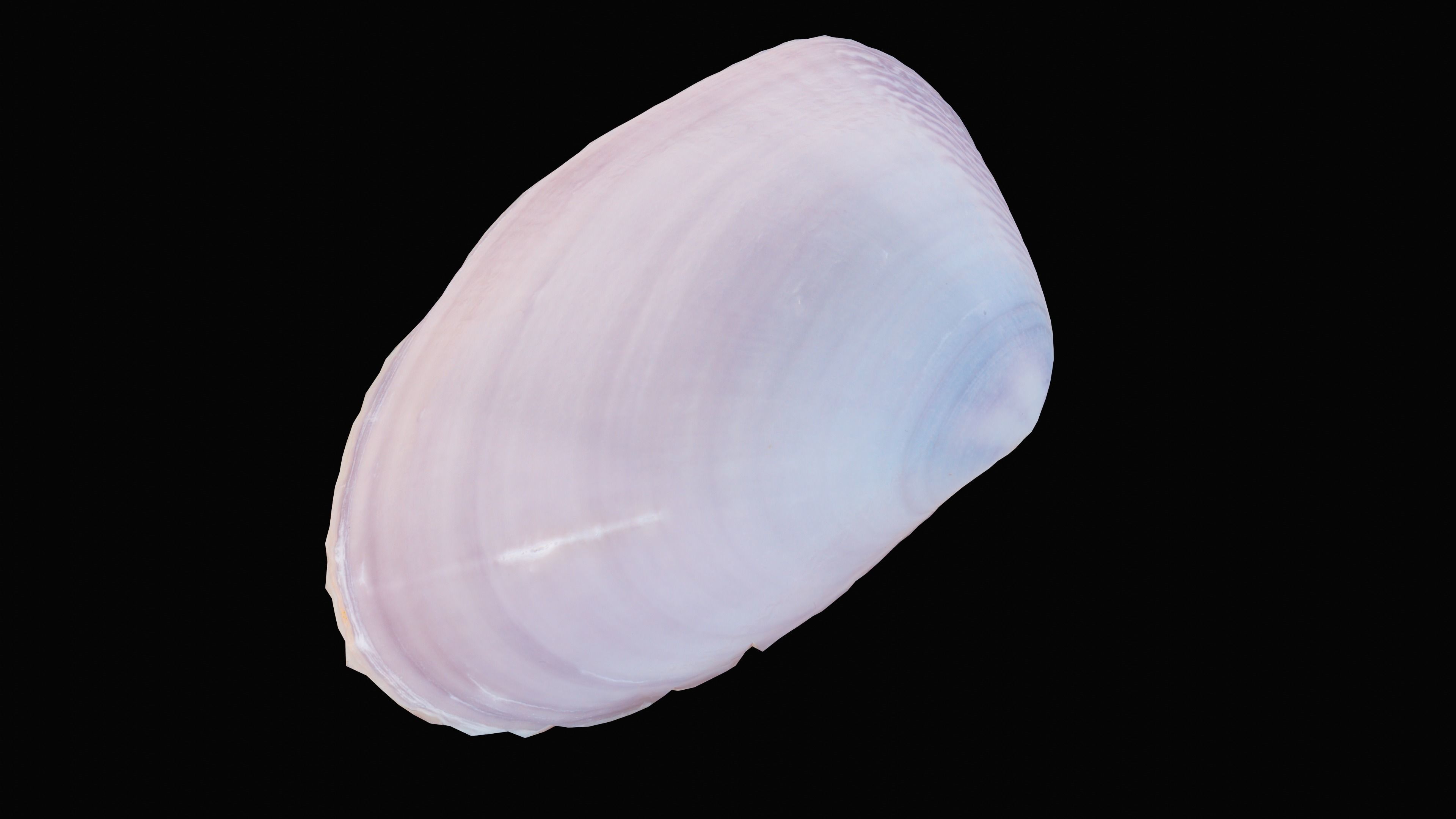 Tellin Sea Shell Low-poly 3D model_4