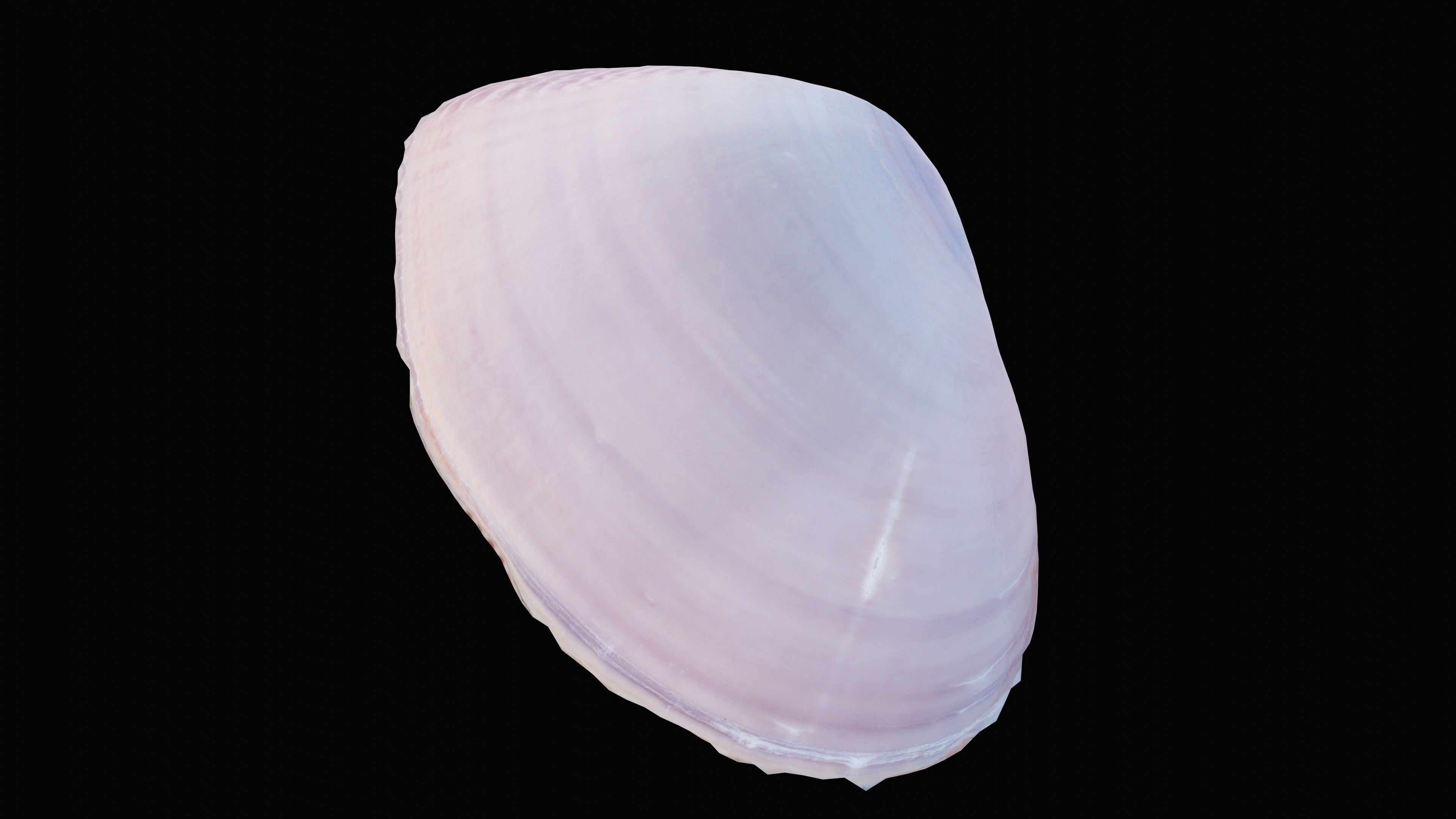 Tellin Sea Shell Low-poly 3D model_5