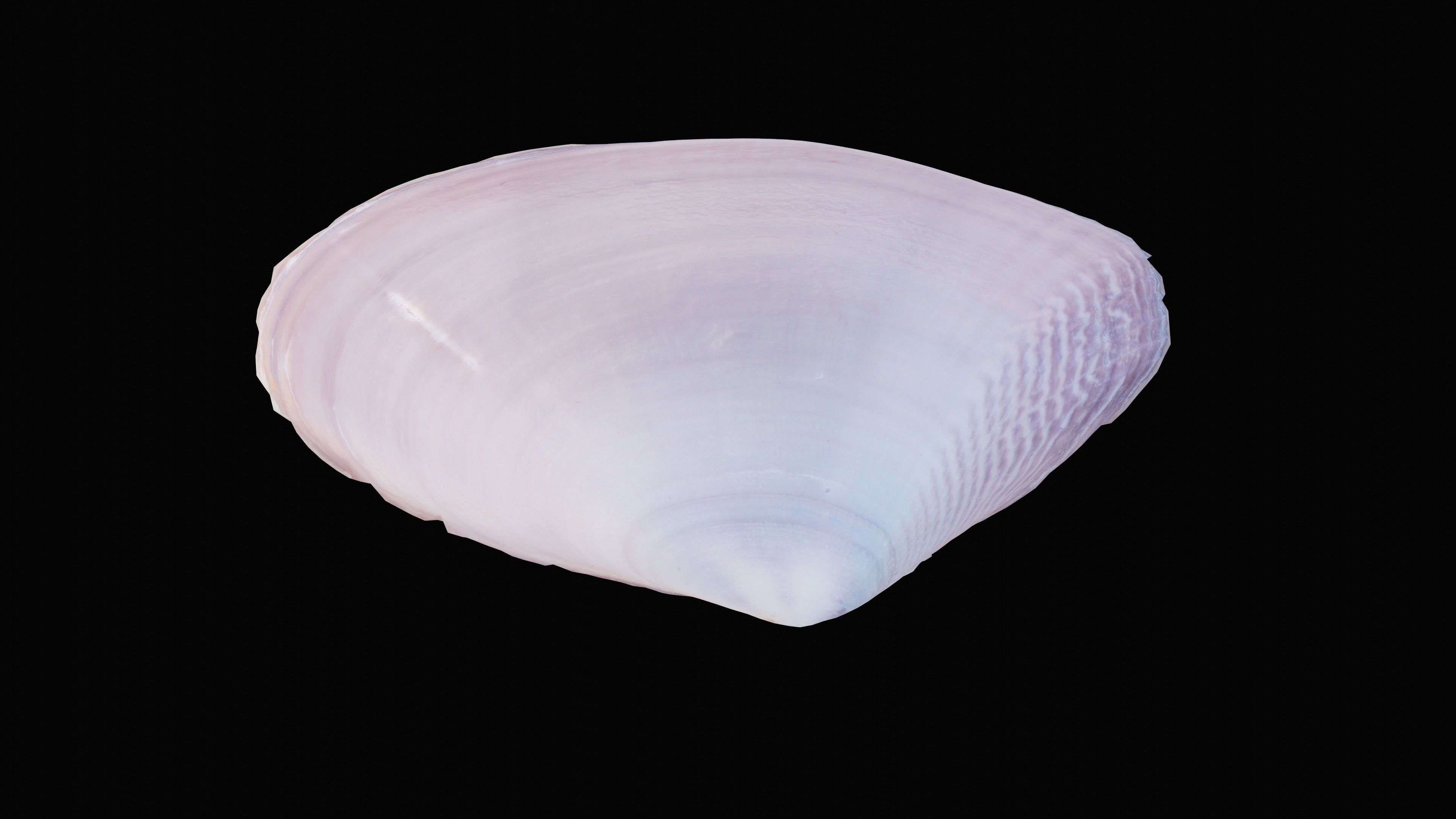 Tellin Sea Shell Low-poly 3D model_3