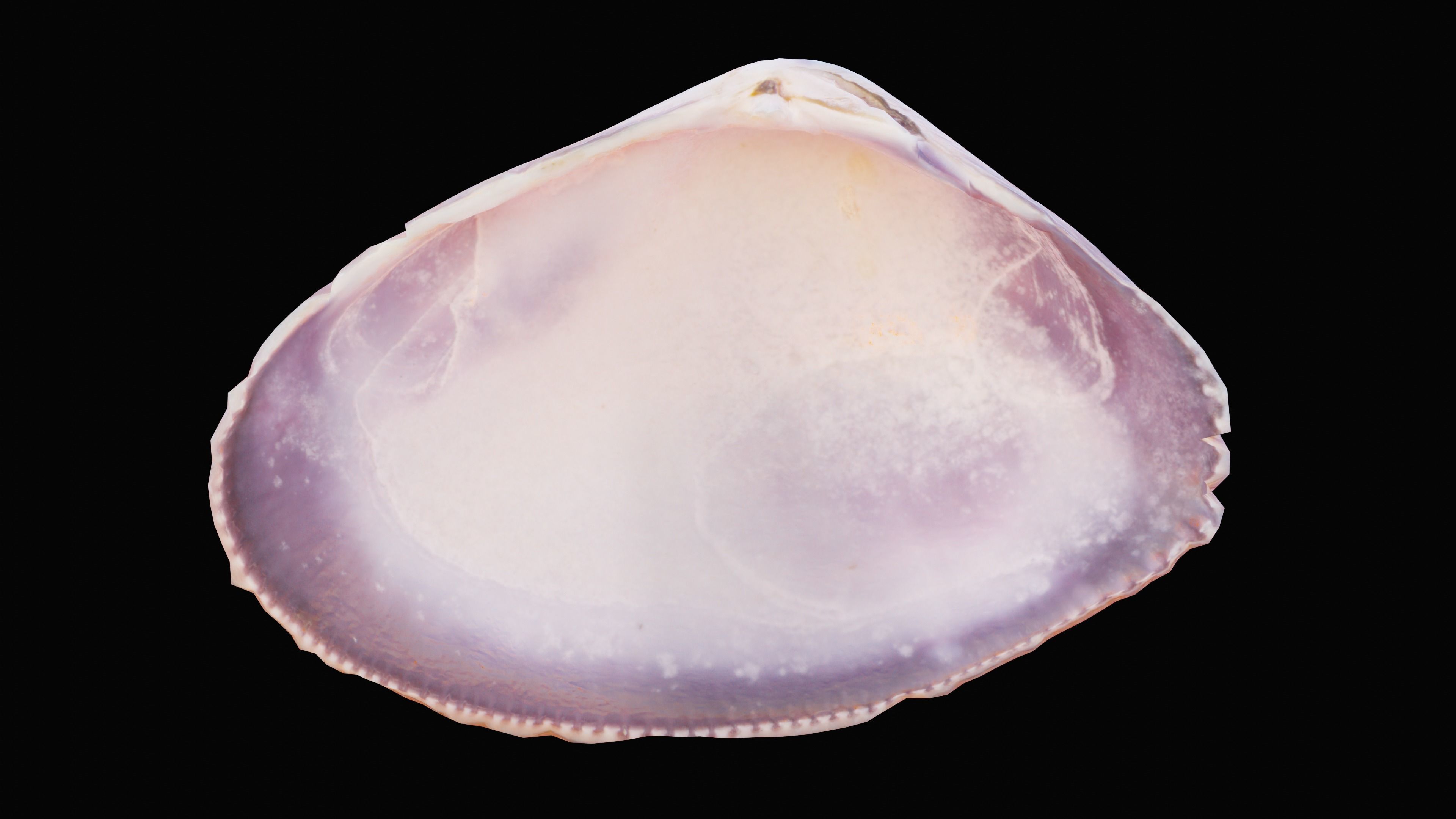 Tellin Sea Shell Low-poly 3D model_13