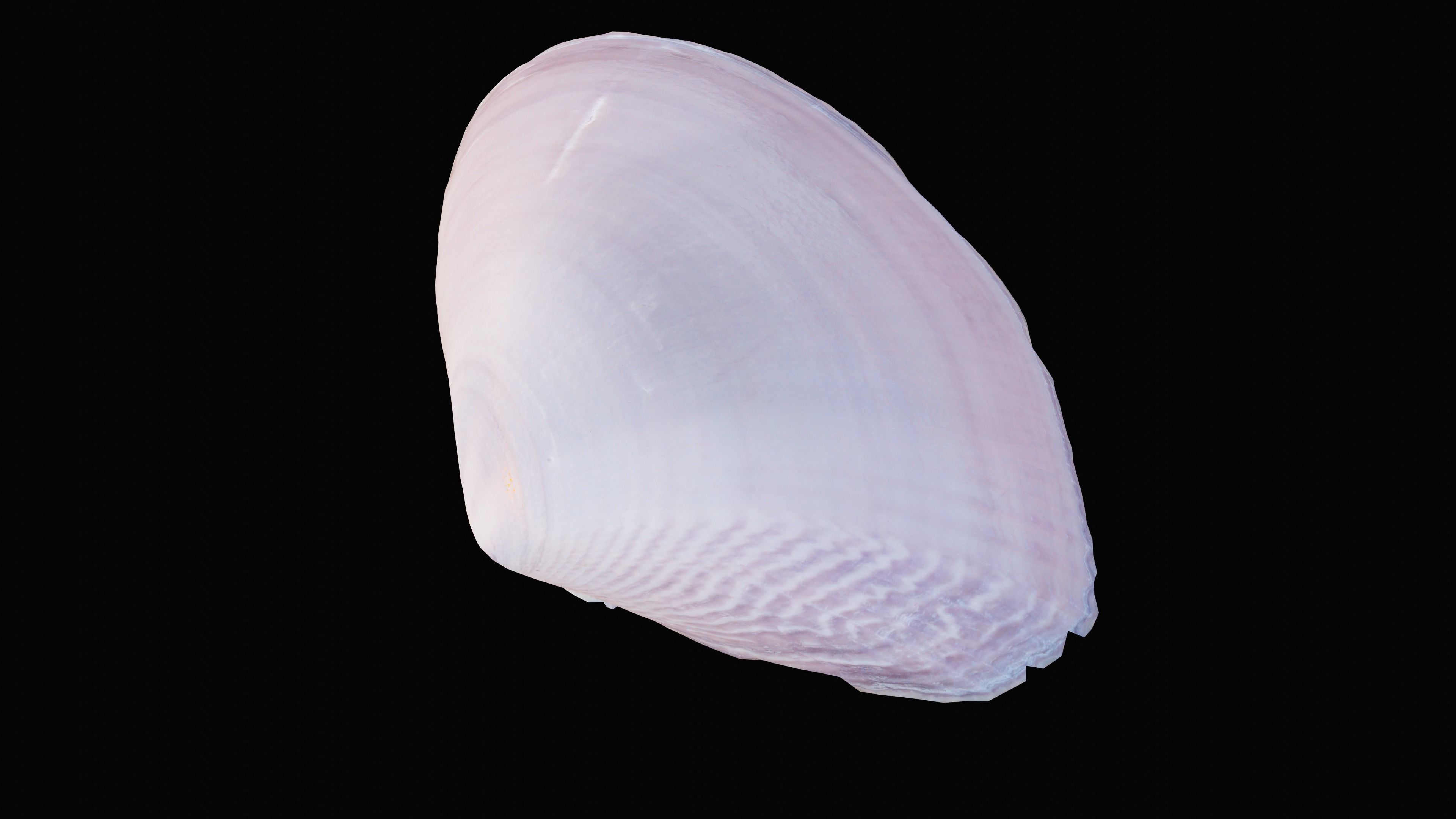 Tellin Sea Shell Low-poly 3D model_2