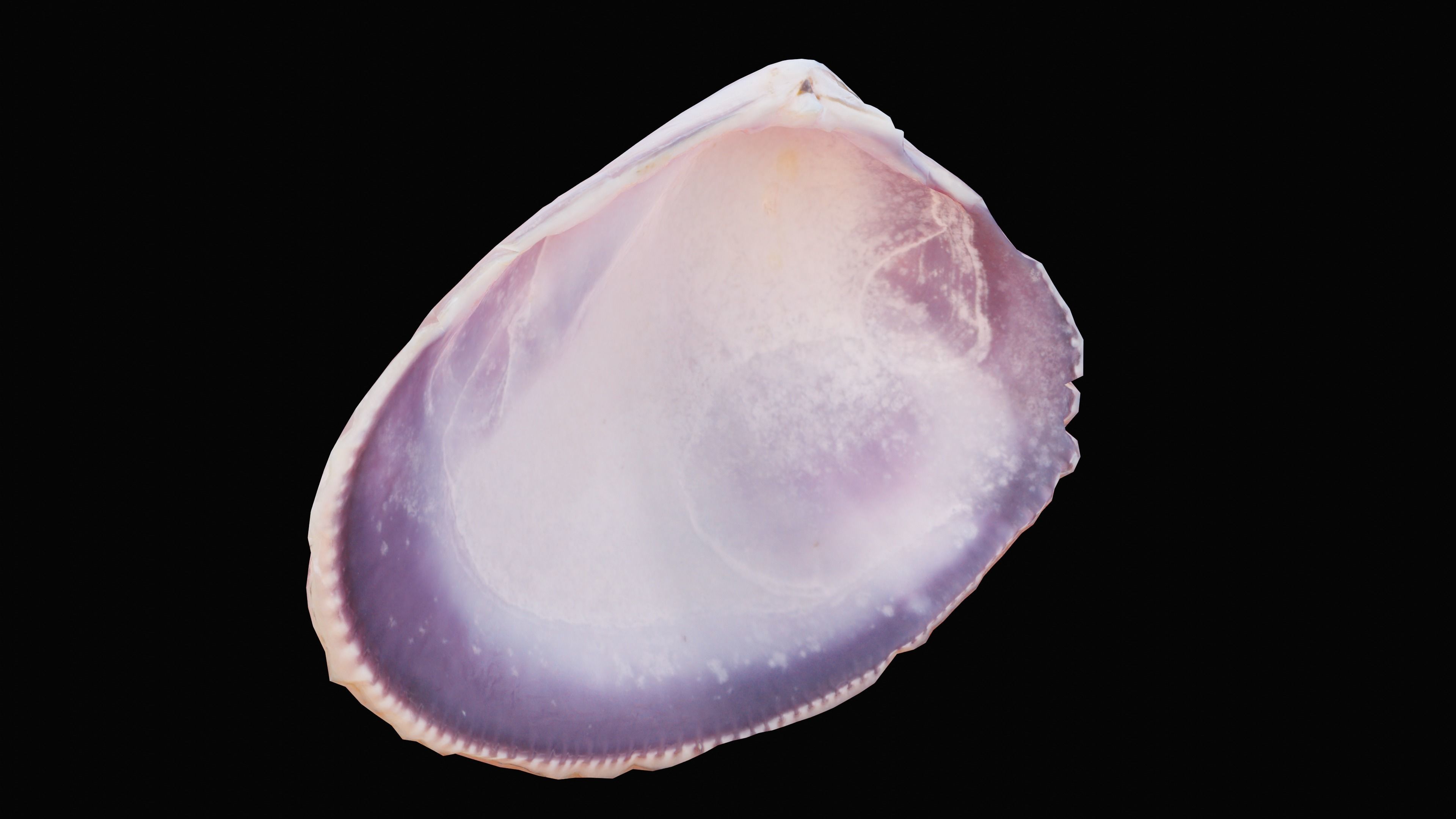 Tellin Sea Shell Low-poly 3D model_6