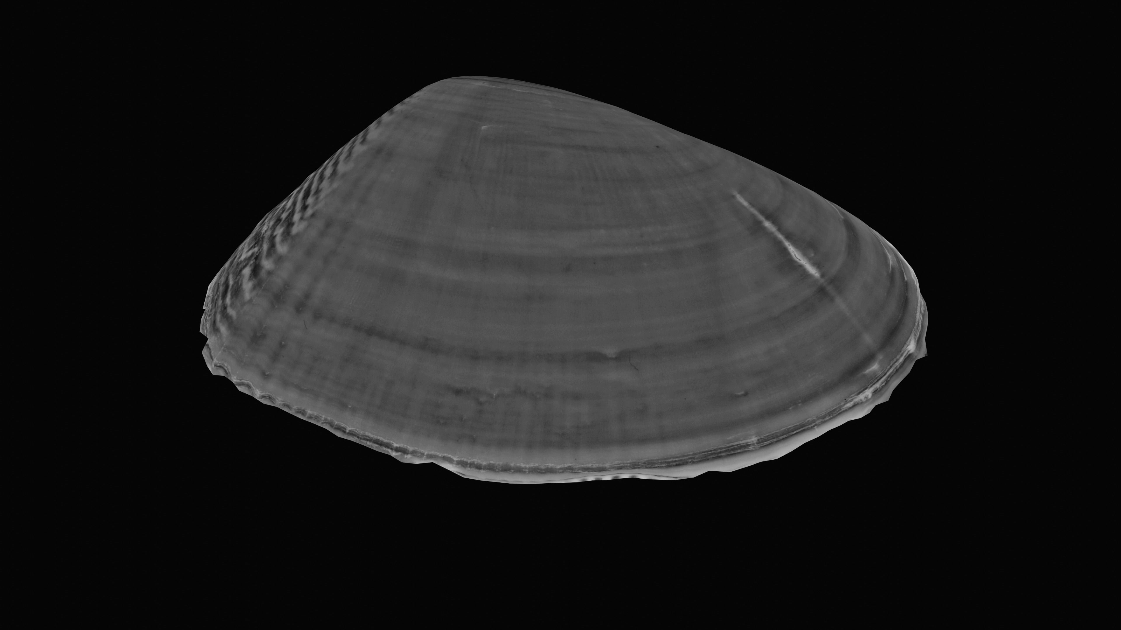 Tellin Sea Shell Low-poly 3D model_17