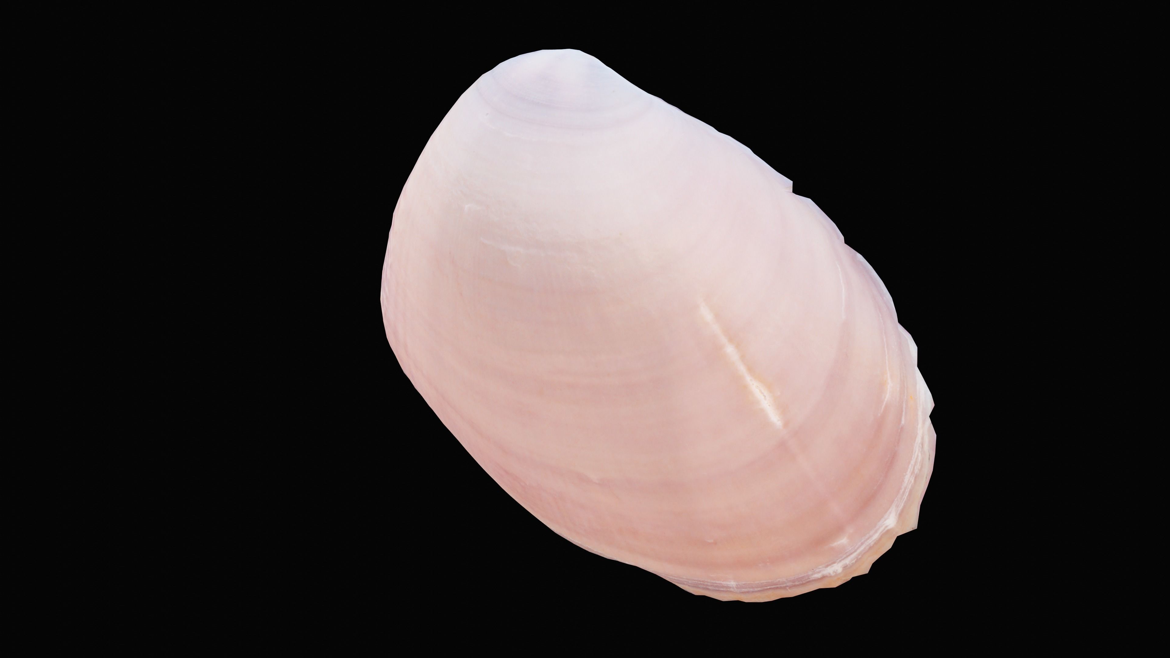 Tellin Sea Shell Low-poly 3D model_8