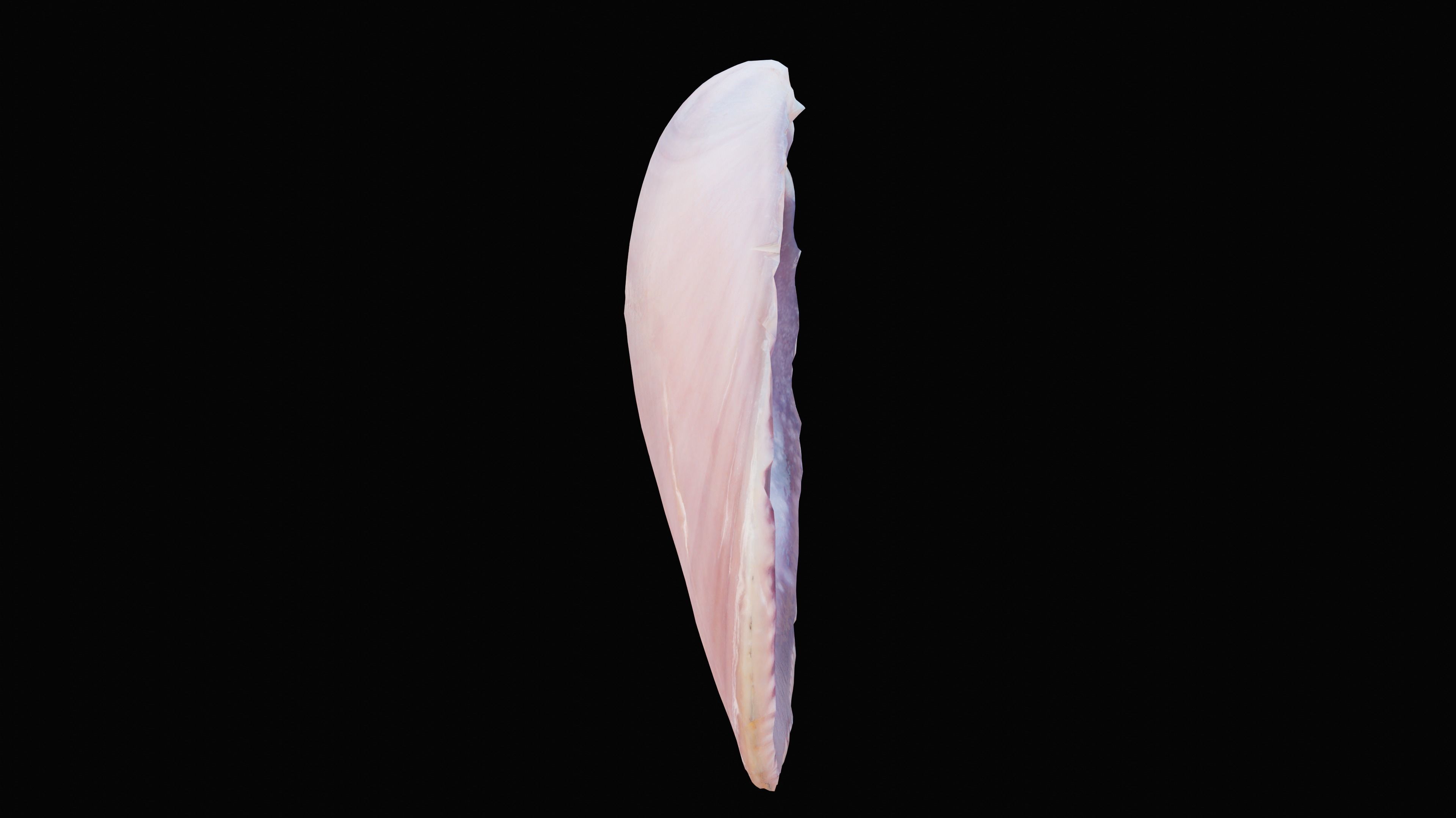 Tellin Sea Shell Low-poly 3D model_7