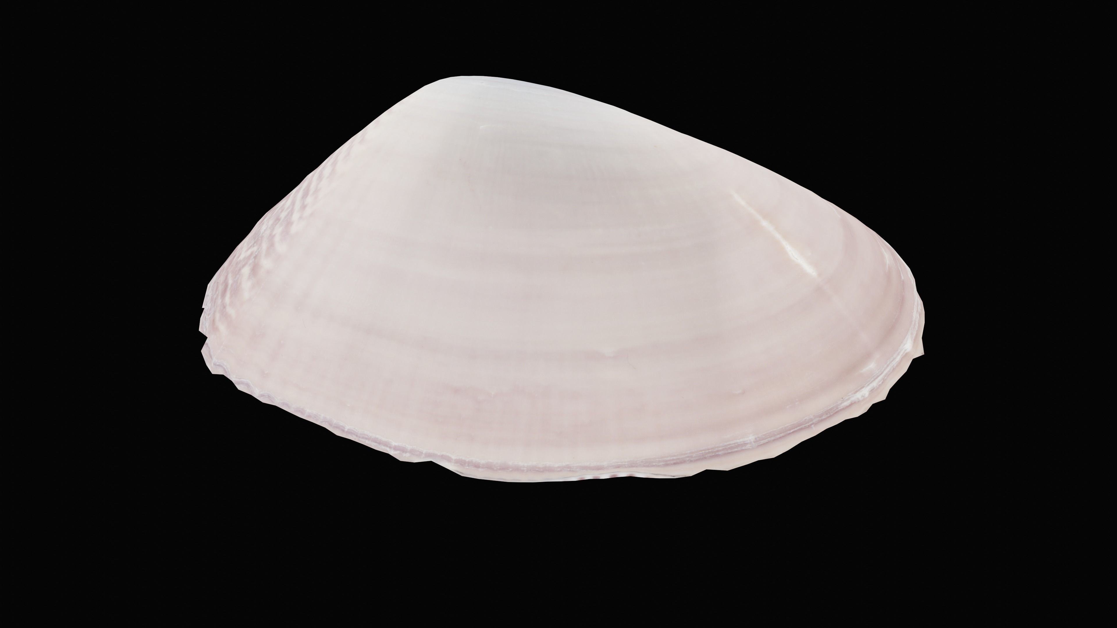 Tellin Sea Shell Low-poly 3D model_15