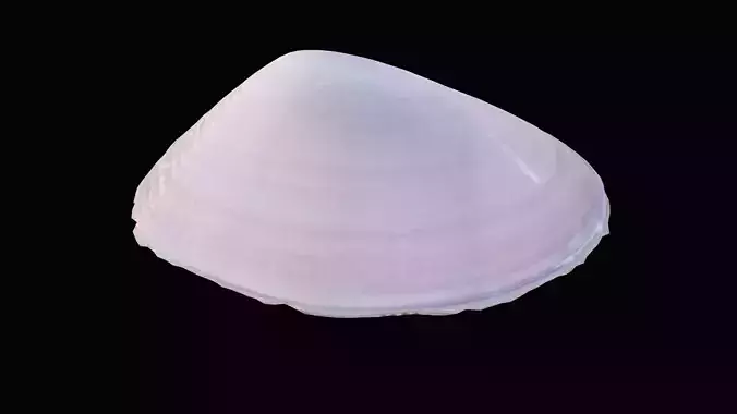 Tellin Sea Shell Low-poly 3D model