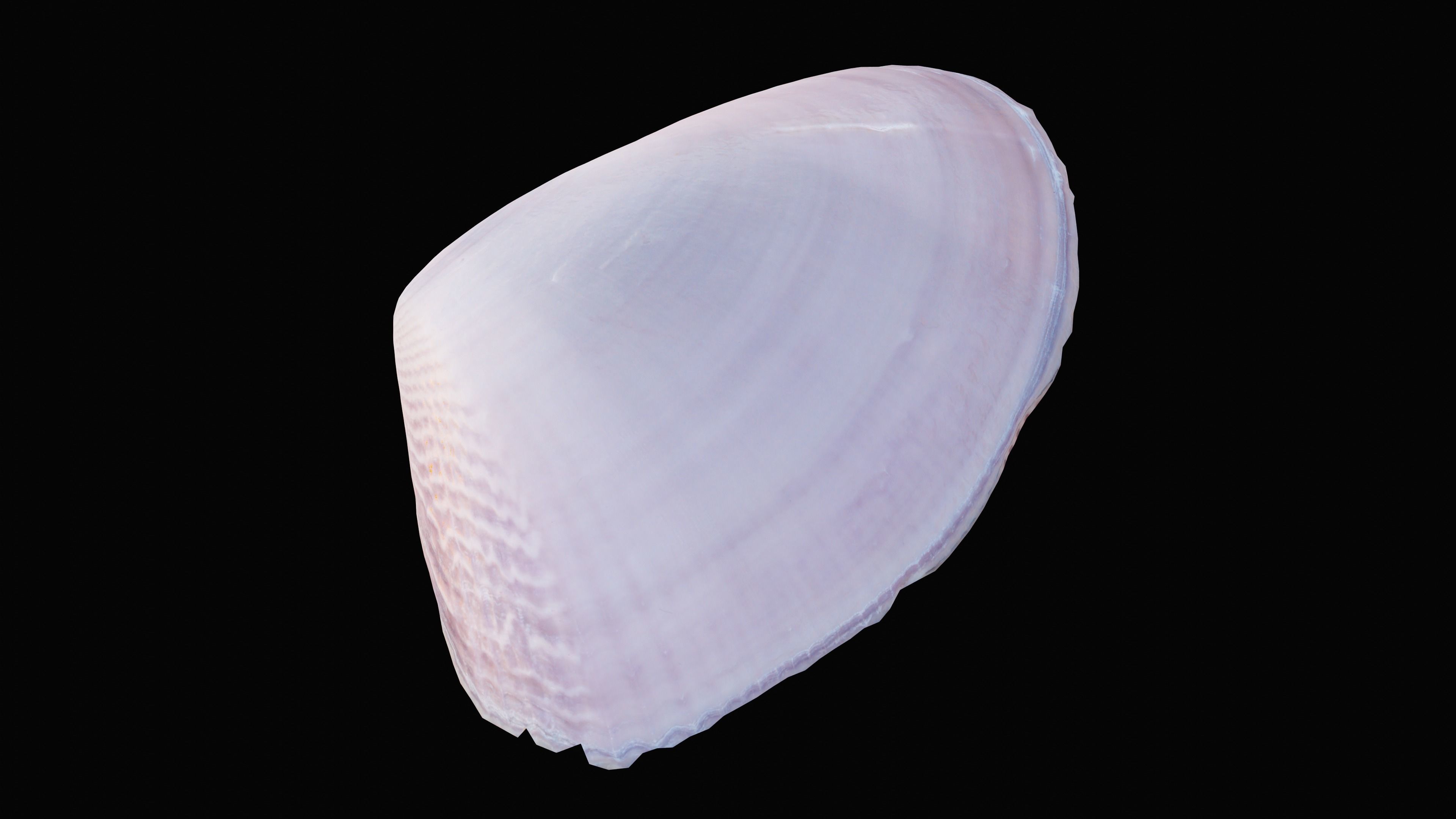 Tellin Sea Shell Low-poly 3D model_1