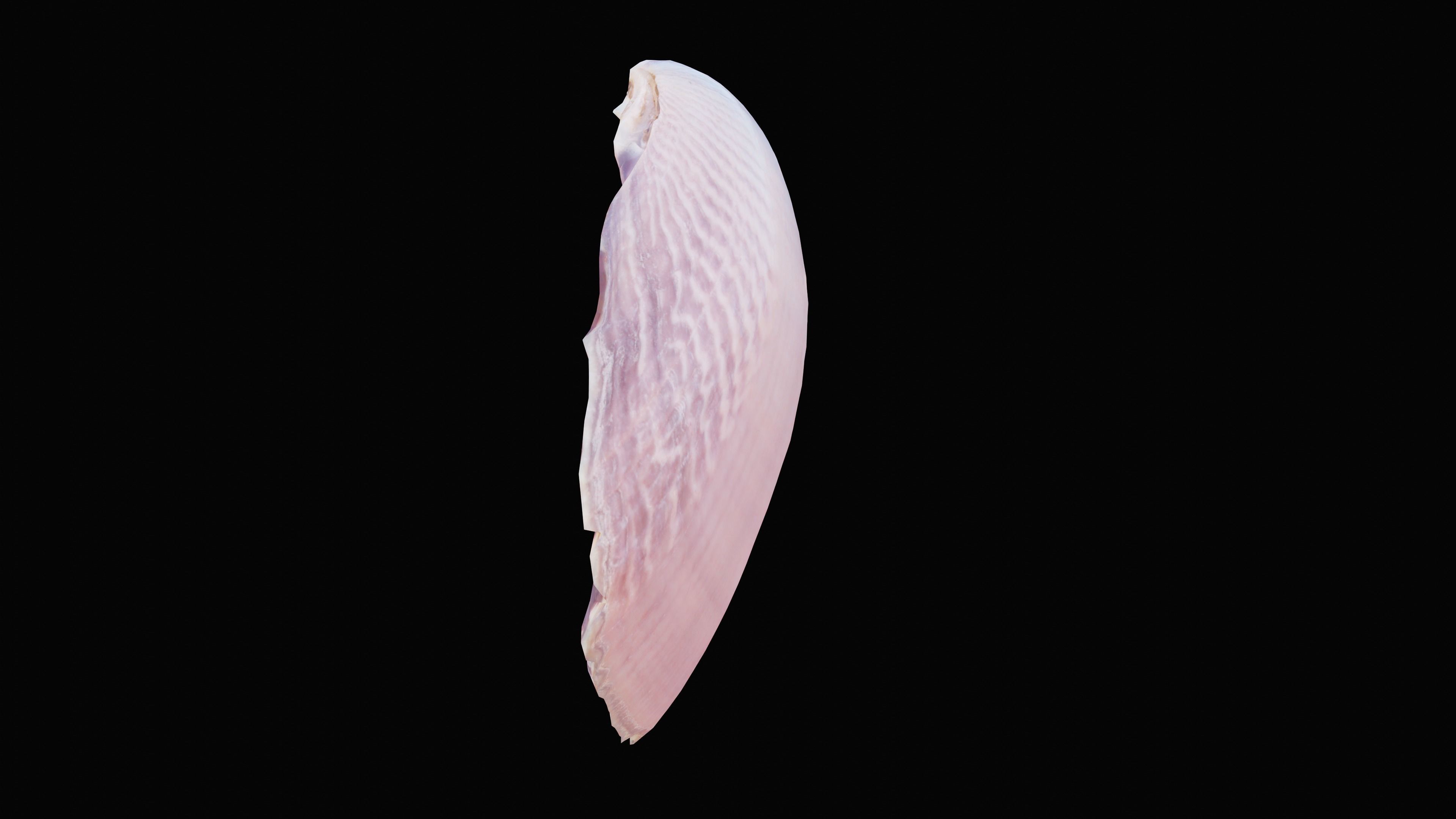 Tellin Sea Shell Low-poly 3D model_11