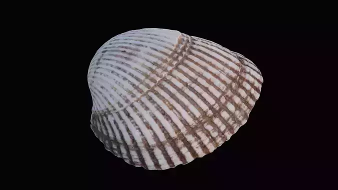 Cockie Sea Shell Low-poly 3D model