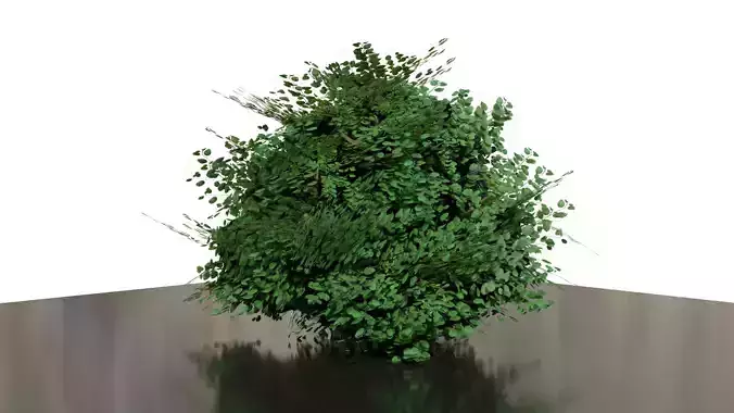Simple shrub 3D model