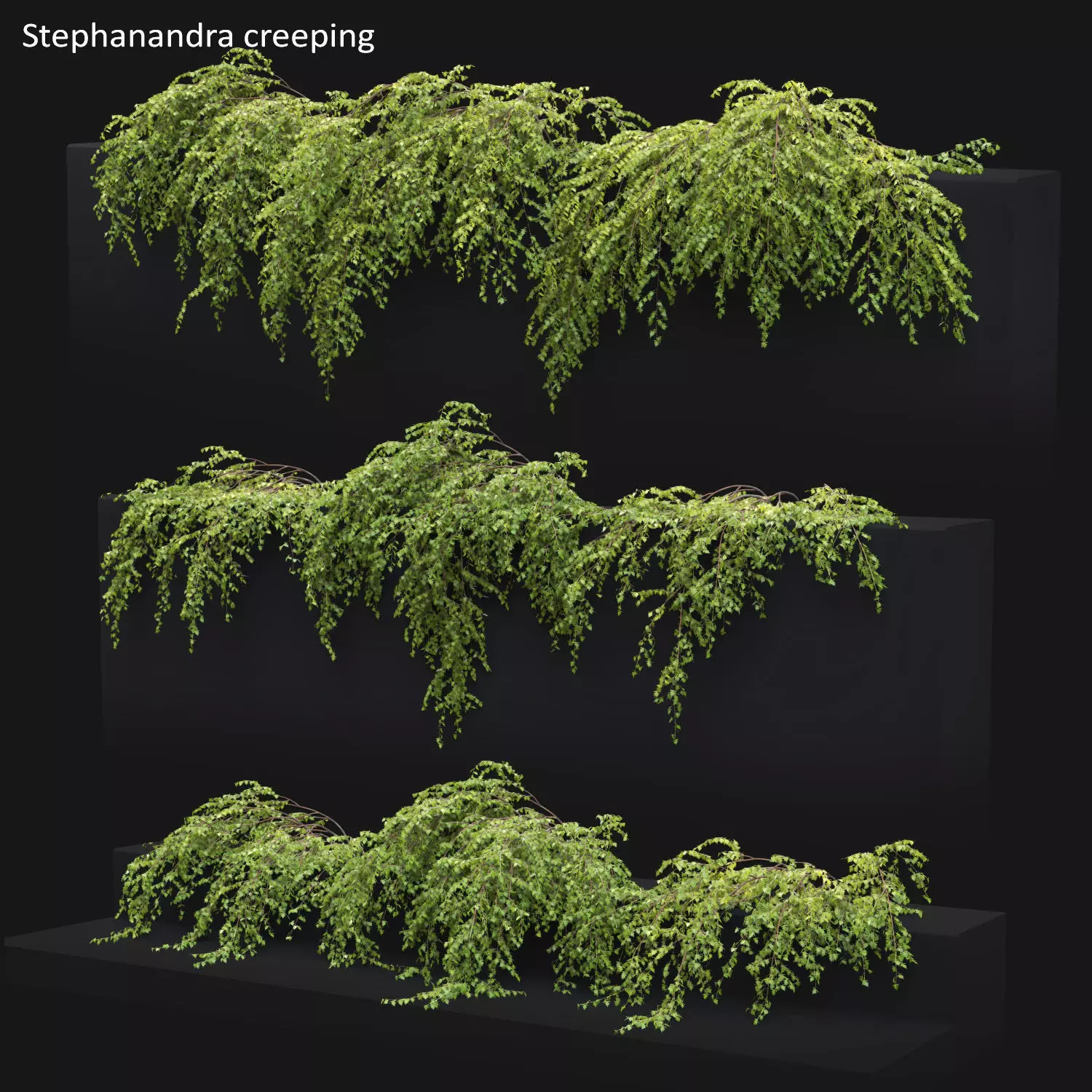 Stephanandra 02 3D model_0