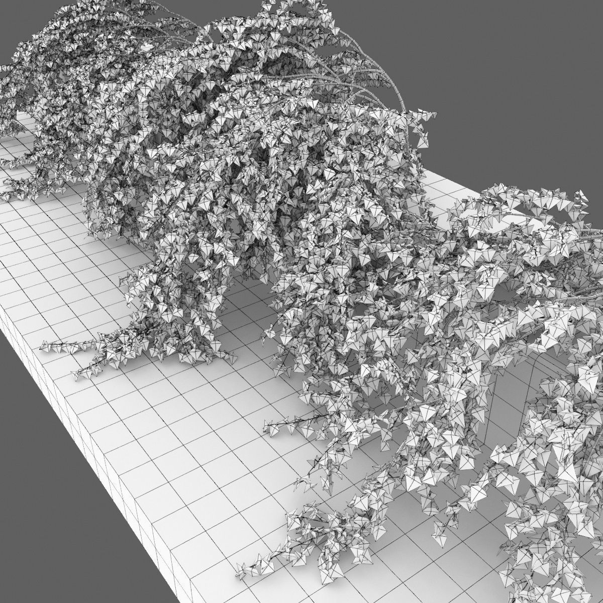 Stephanandra 02 3D model_6