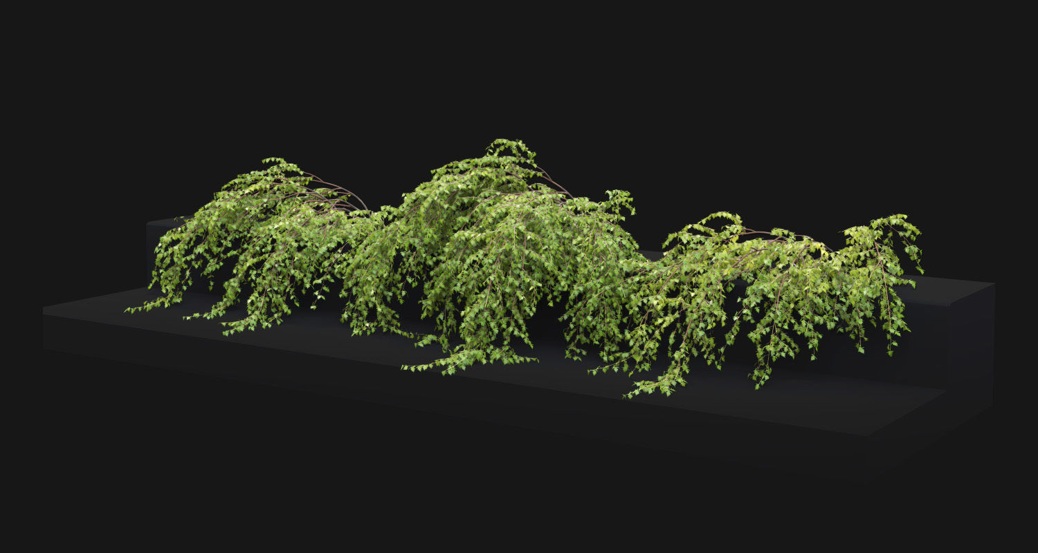 Stephanandra 02 3D model_3