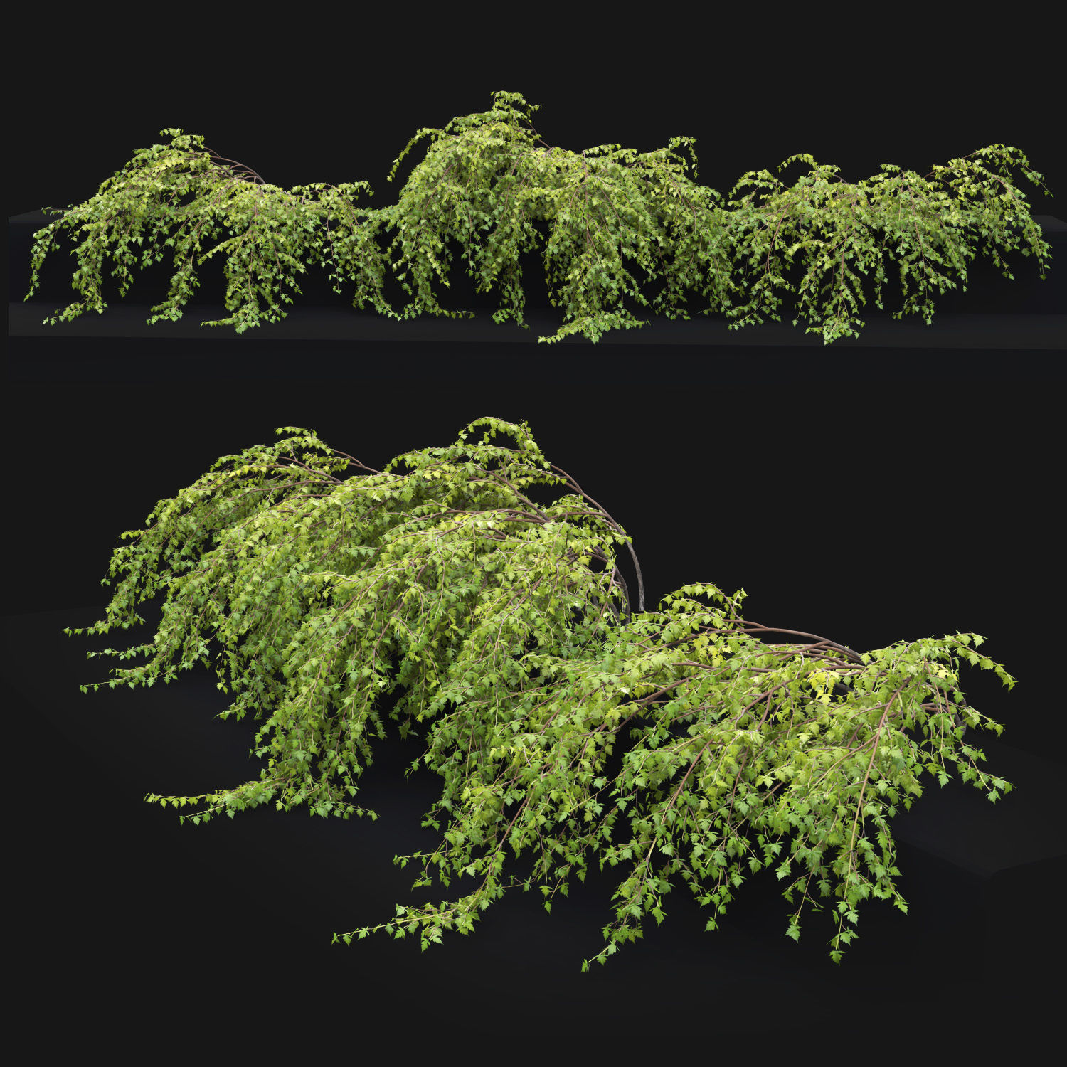 Stephanandra 02 3D model_2