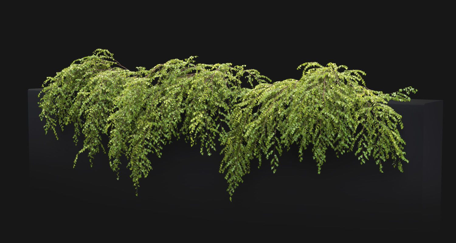 Stephanandra 02 3D model_5