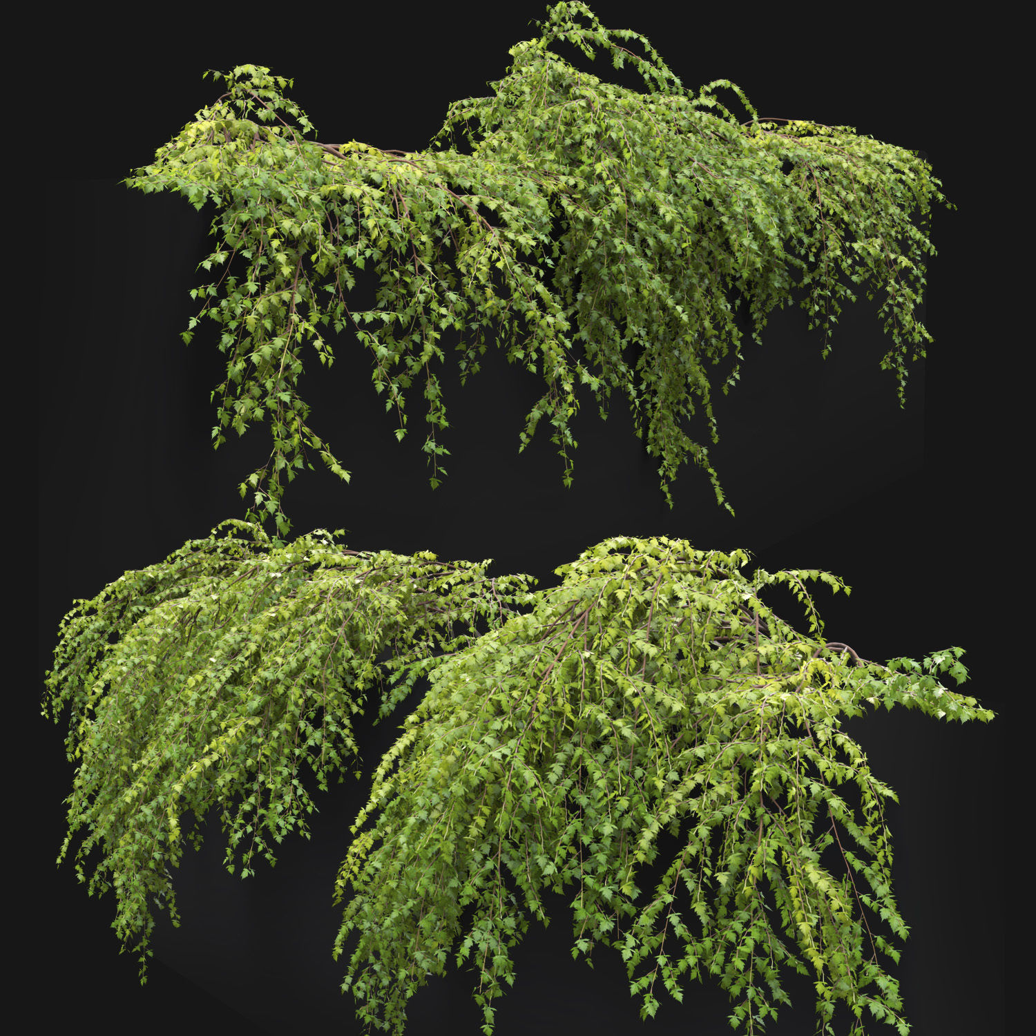 Stephanandra 02 3D model_1