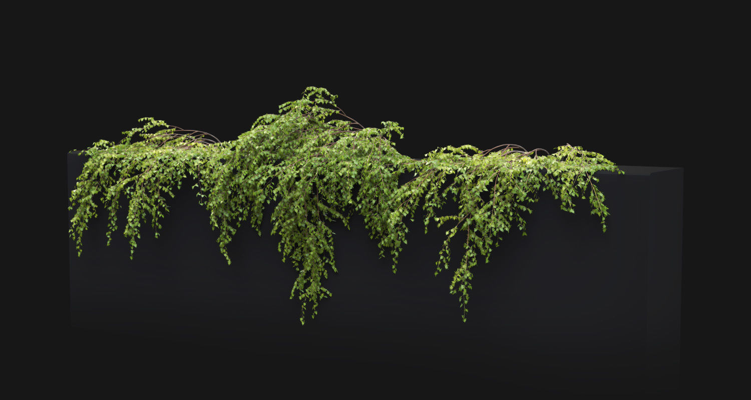 Stephanandra 02 3D model_4