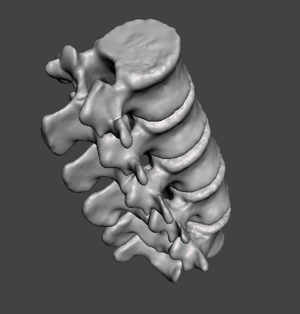 Lumbar Vertebrae  - female - age 30 3D model_4
