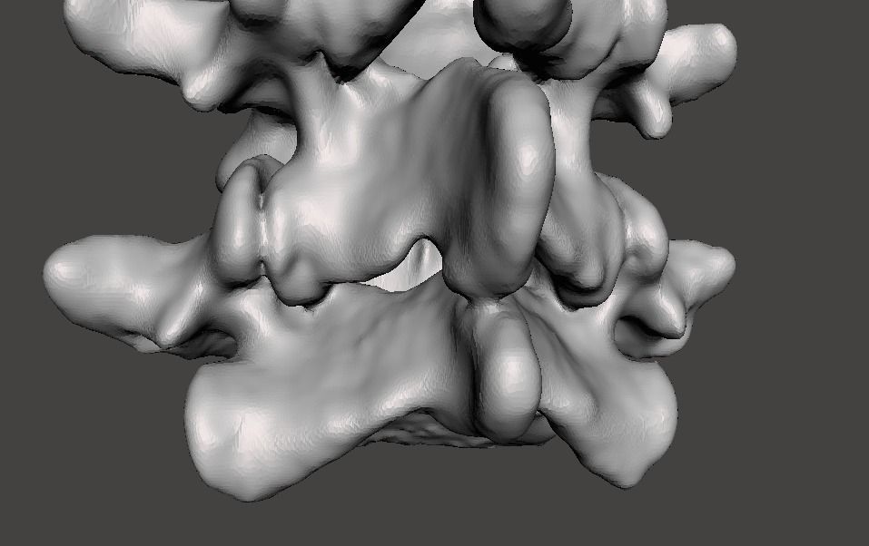 Lumbar Vertebrae  - female - age 30 3D model_9