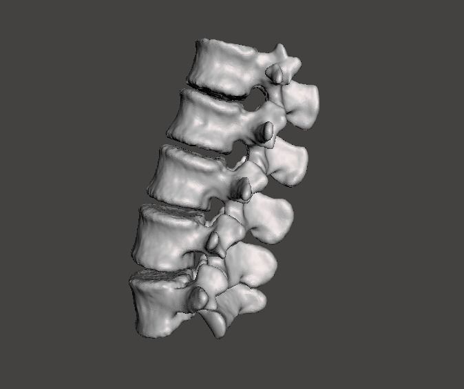 Lumbar Vertebrae  - female - age 30 3D model_0