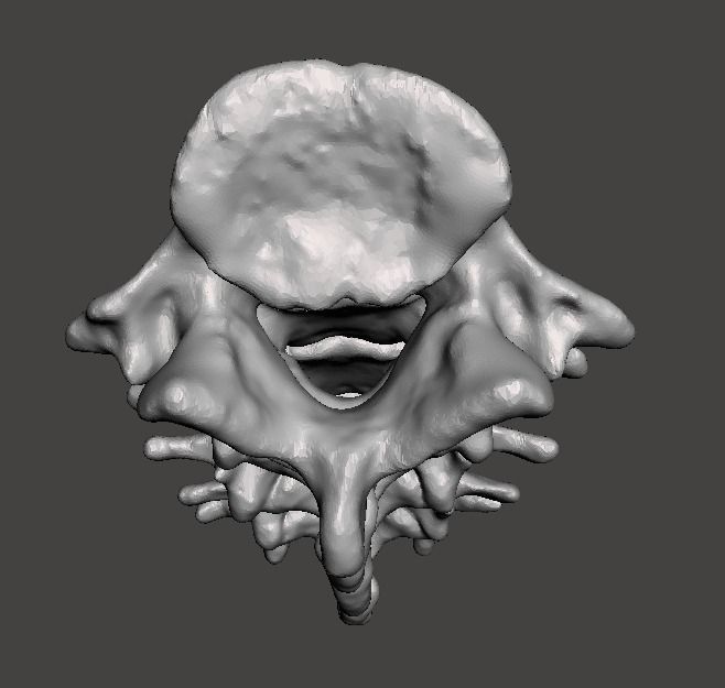 Lumbar Vertebrae  - female - age 30 3D model_14