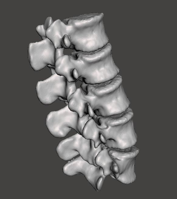 Lumbar Vertebrae  - female - age 30 3D model_2