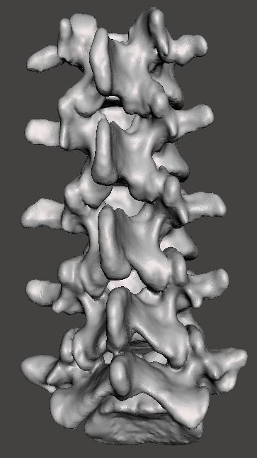 Lumbar Vertebrae  - female - age 30 3D model_3