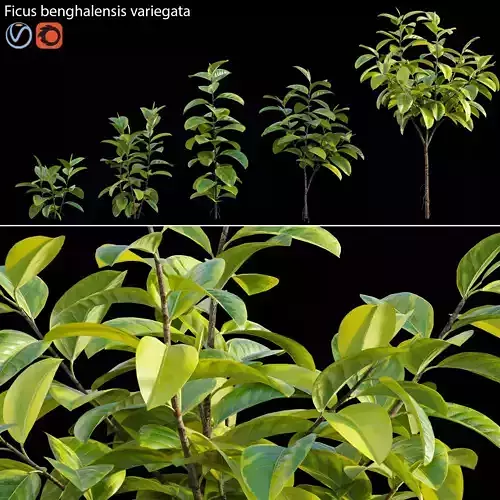 Ficus benghalensis variegata