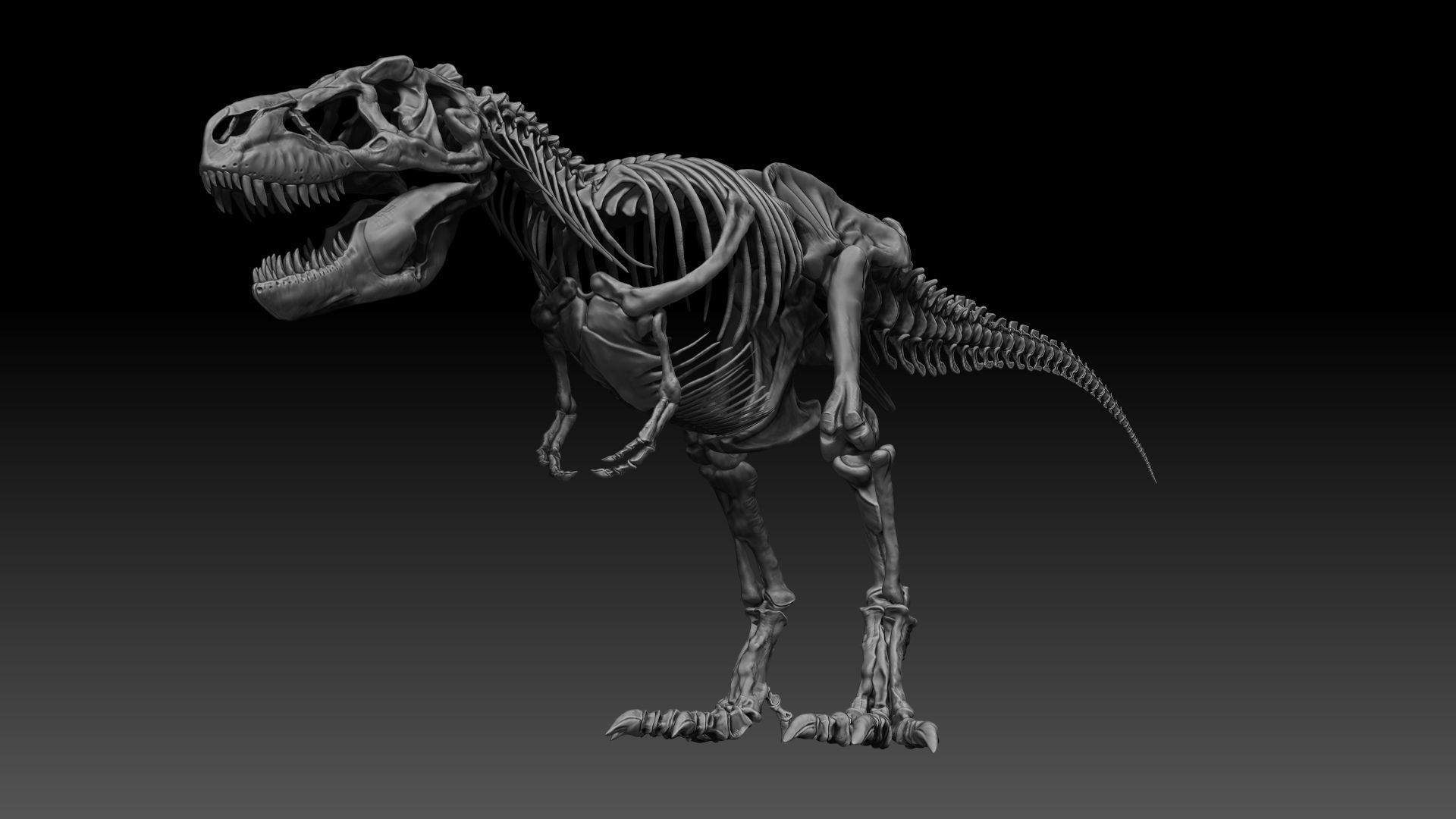 Dinosaur SubTyrannosaurus Rex Full Skeletons - SubREX 3D model_11