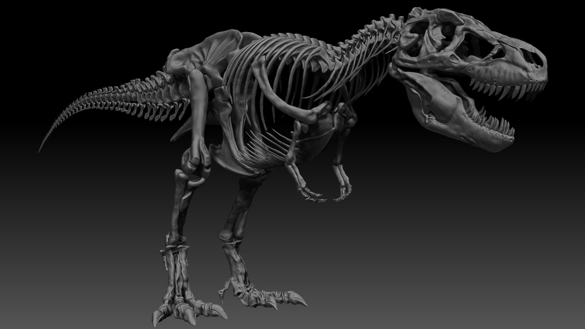 Dinosaur SubTyrannosaurus Rex Full Skeletons - SubREX 3D model_19