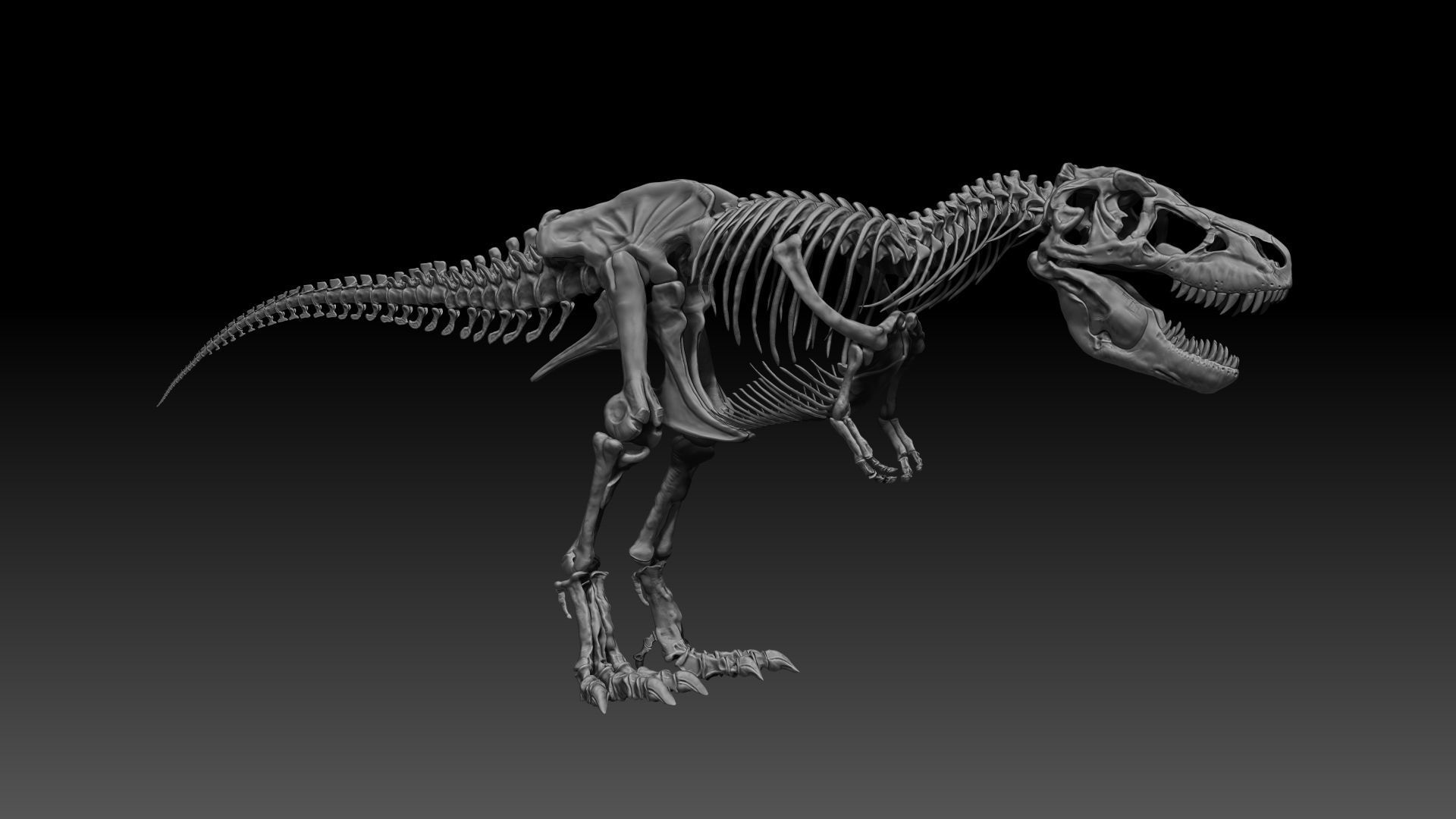 Dinosaur SubTyrannosaurus Rex Full Skeletons - SubREX 3D model_9