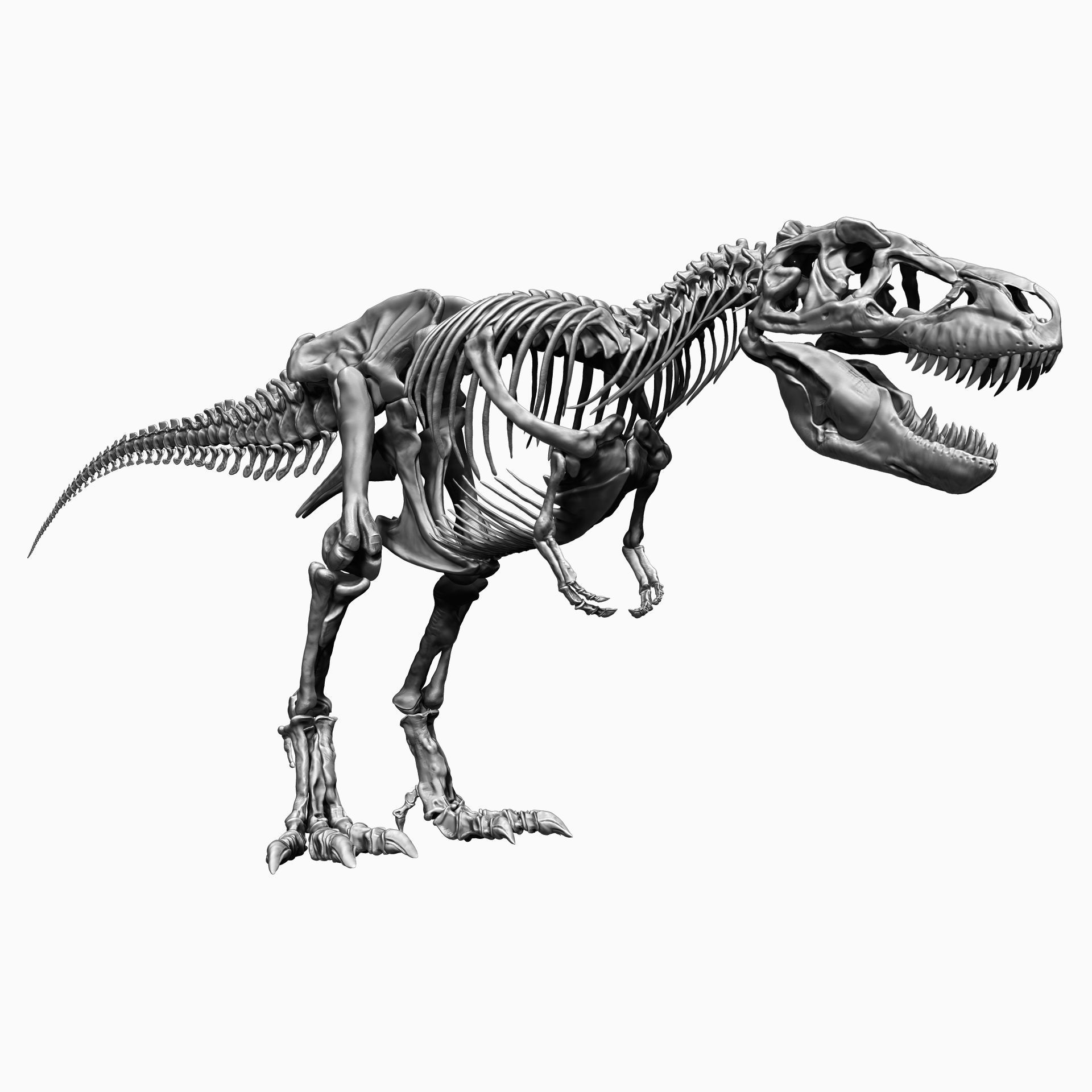 Dinosaur SubTyrannosaurus Rex Full Skeletons - SubREX 3D model_20