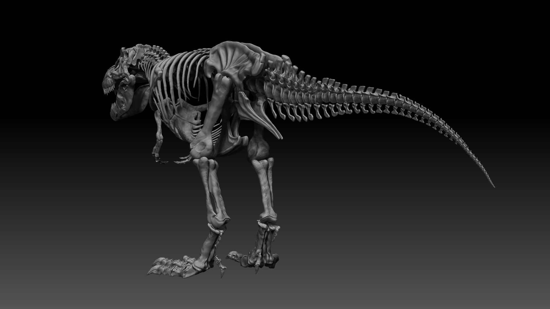 Dinosaur SubTyrannosaurus Rex Full Skeletons - SubREX 3D model_10